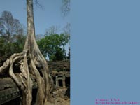 �^�E�v����( Ta Prohm )�ł��L���ł͂Ȃ����́@�B�e�ꏊ�F�V�F�����A�b�v�A�J���{�W�A