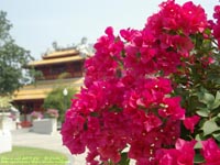 �o���p�C��( Bang pa-in )�{�a�ɍ炭�ԁ@�B�e�ꏊ�F�A���^���A�^�C