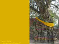 ���b�g�E�v���E�}�n�^�[�g(WAT PHRA MAATHAT)�̕����ɖ����ꂽ�����B�B�e���ɂ͍��邱�ƁB�@�B�e�ꏊ�F�A���^���A�^�C