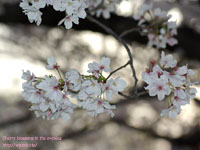 ���( Cherry blossoms in the evening ) �B�e�ꏊ�F����r �A��ˎR(OSAKA)